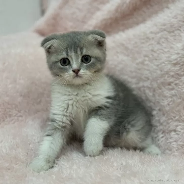 ID：2407-00474の子猫