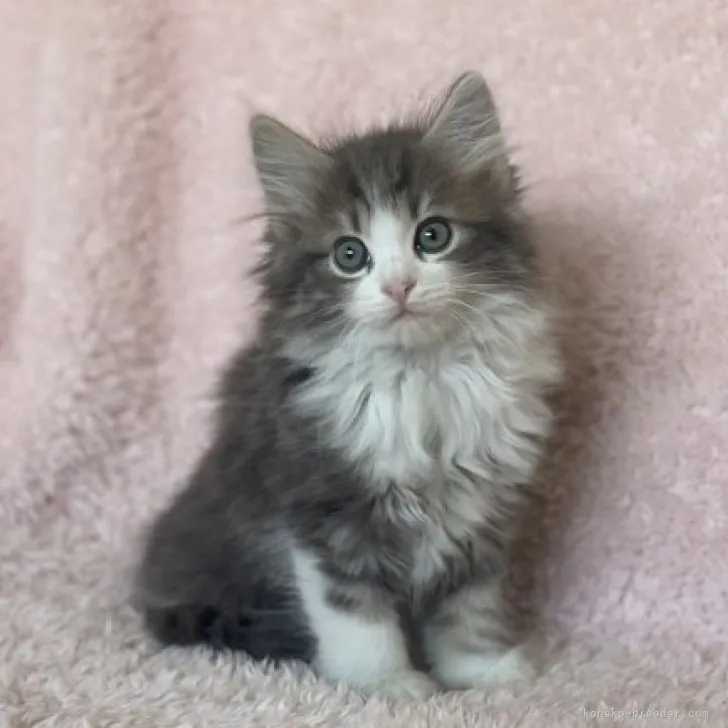 ID：2311-00267の子猫