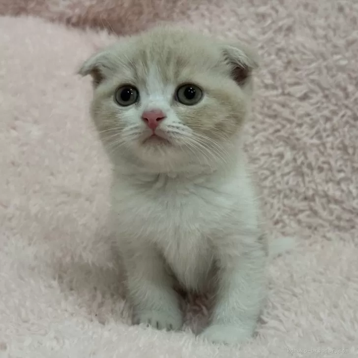 ID：2409-02966の子猫