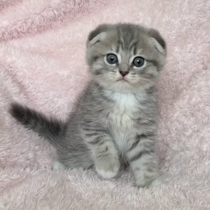 ID：2410-02065の子猫