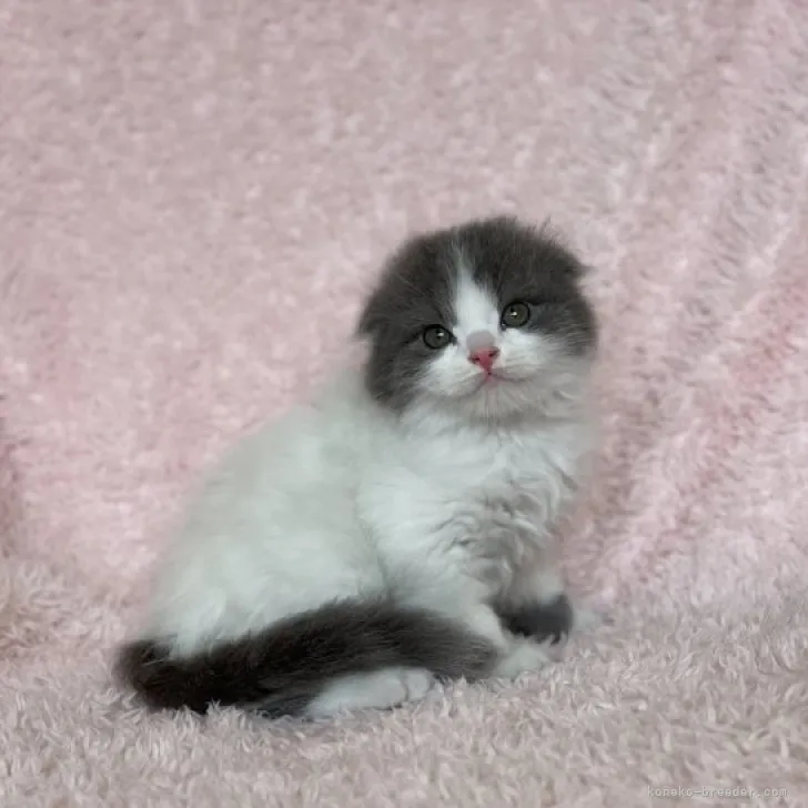 ID：2309-00168の子猫