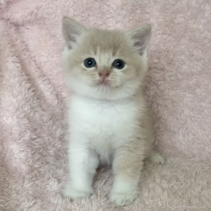 ID：2410-02068の子猫