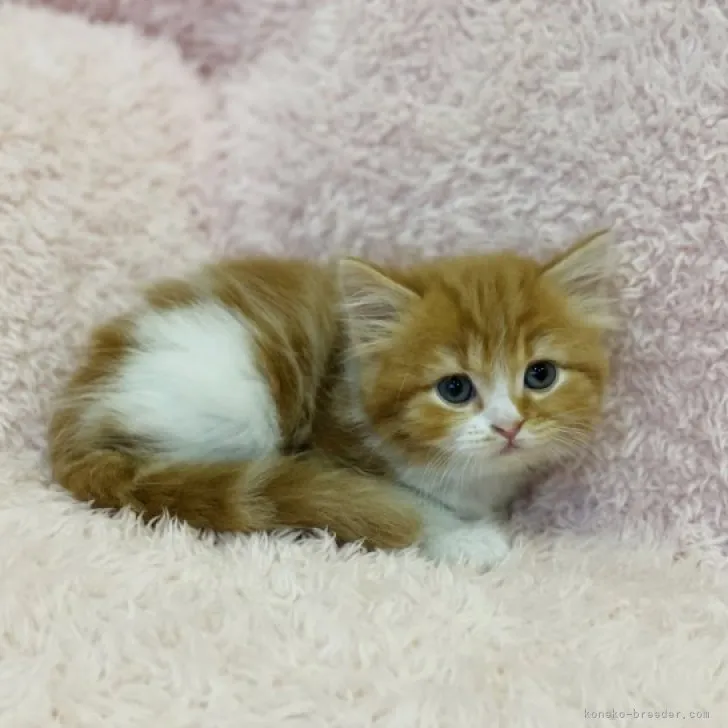 ID：2310-01897の子猫