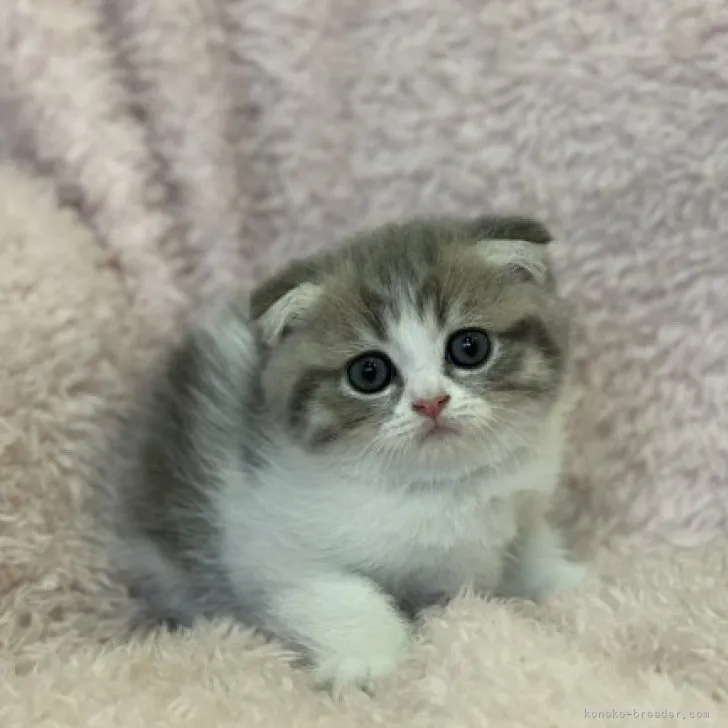 ID：2310-01900の子猫