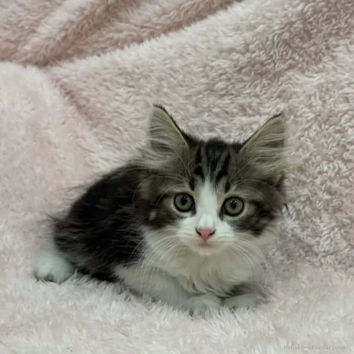 ID：2407-00499の子猫