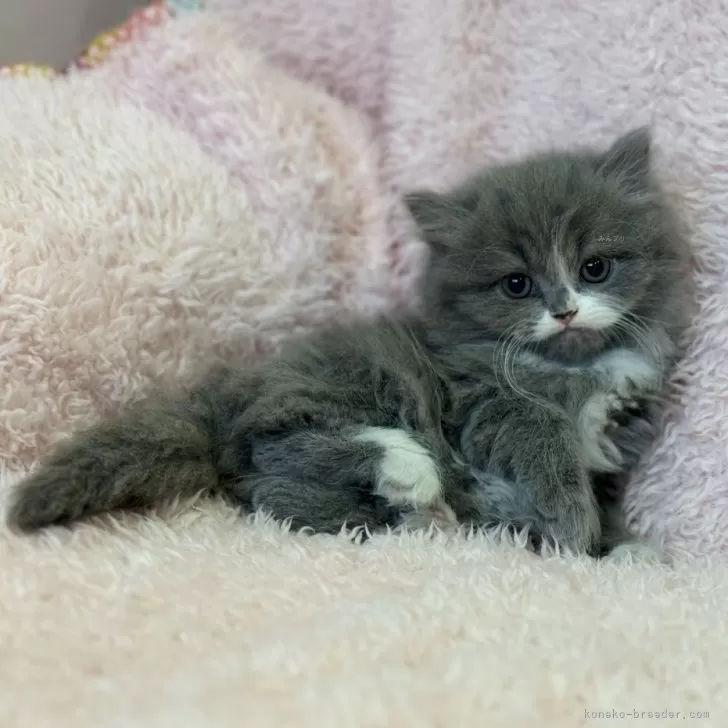 ID：2401-00529の子猫