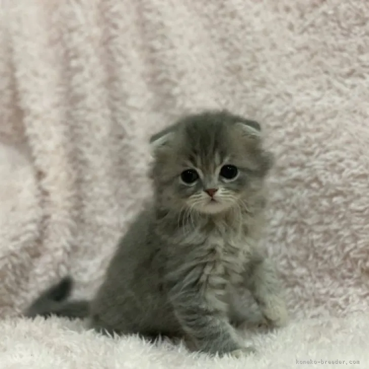 ID：2310-02636の子猫