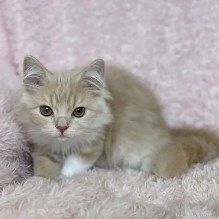 ID:2207-03078の子猫