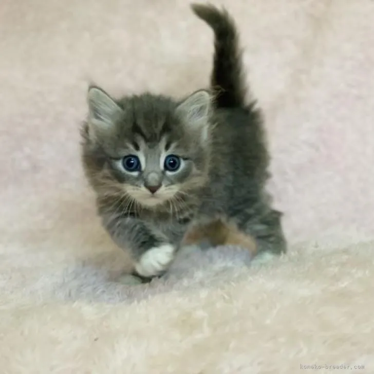 ID:2212-01983の子猫