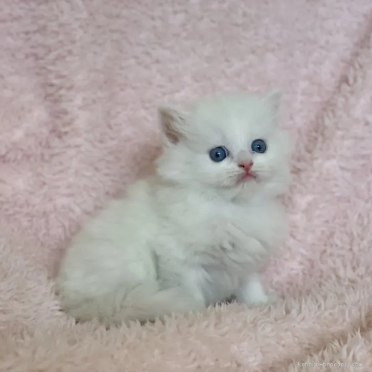 ID:2309-00903の子猫