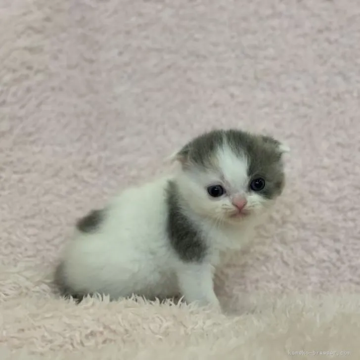 ID:2212-01951の子猫