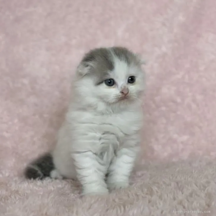 ID:2211-00113の子猫