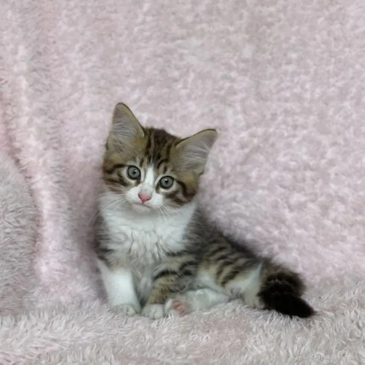 ID：2207-00443の子猫