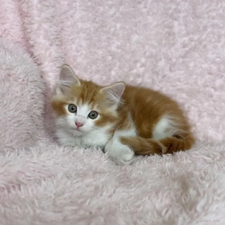 ID:2207-00442の子猫