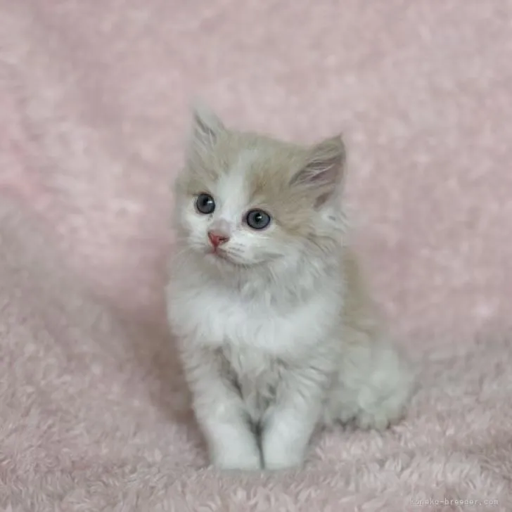 ID：2210-02798の子猫
