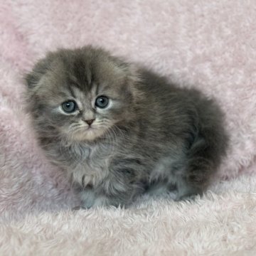 スコティッシュフォールド(折れ耳)【三重県・女の子・2024年2月11日・ブルータビー】の写真「ふわふわちゃん❤️」