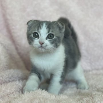 スコティッシュフォールド(折れ耳)【三重県・男の子・2023年8月6日・ブルタビー&ホワイト】の写真「かわいい男の子❤️」