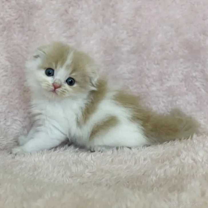 ID:2209-01002の子猫