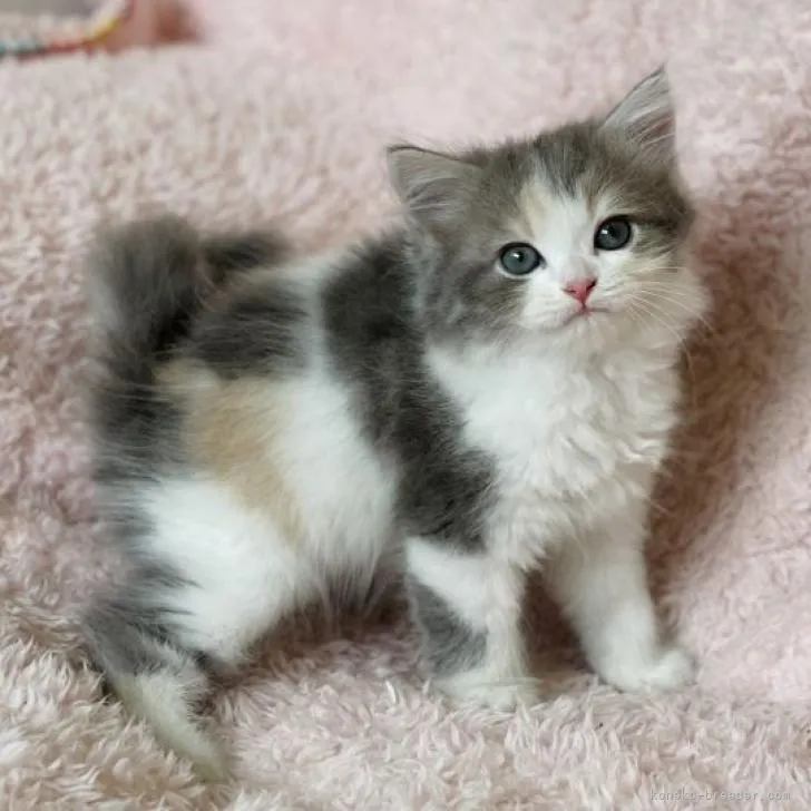 ID:2209-00999の子猫