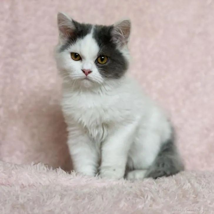 ID:2208-02883の子猫