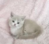 スコティッシュフォールド(立ち耳)【三重県・男の子・2024年9月9日・クリーム&ホワイト】の写真2