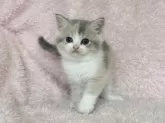 スコティッシュフォールド(立ち耳)【三重県・女の子・2024年9月9日・ダイリュートキャリコ】の写真2