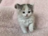 スコティッシュフォールド(立ち耳)【三重県・女の子・2023年7月23日・ダイリュートキャリコ】の写真5