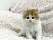 スコティッシュフォールド(立ち耳)【三重県・男の子・2025年3月31日・レッドタビー&ホワイト】の写真10