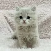 スコティッシュフォールド(立ち耳)【三重県・女の子・2025年9月15日・クリームタビー&ホワイト】の写真13