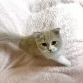 スコティッシュフォールド(折れ耳)【三重県・男の子・2025年2月22日・クリームタビー&ホワイト】の写真11