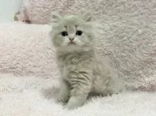 スコティッシュフォールド(立ち耳)【三重県・女の子・2025年9月15日・クリームタビー&ホワイト】の写真3