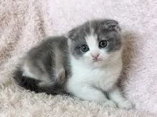 スコティッシュフォールド(折れ耳)【三重県・女の子・2025年1月25日・キャリコ】の写真7