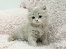 スコティッシュフォールド(立ち耳)【三重県・女の子・2025年9月15日・クリームタビー&ホワイト】の写真4