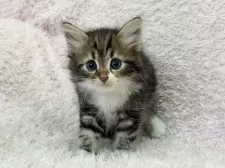 サイベリアン【三重県・女の子・2025年3月30日・ブラウンタビー&ホワイト】の写真7