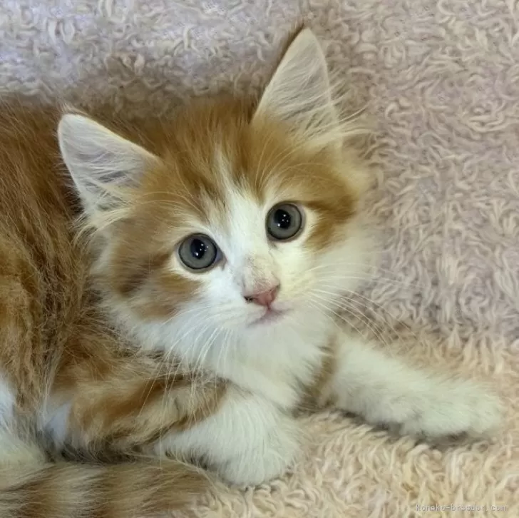 ID：2508-01343の子猫