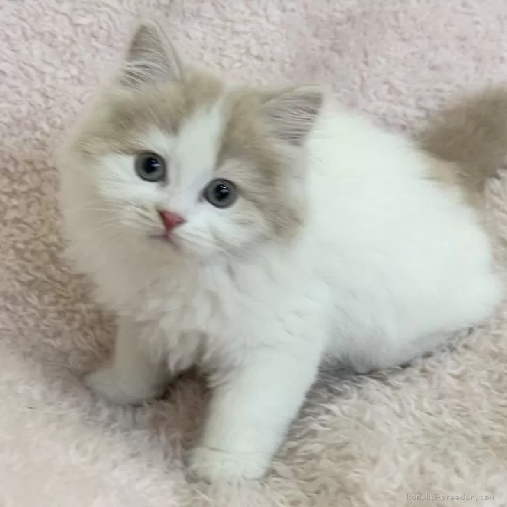 ID：2502-02450の子猫