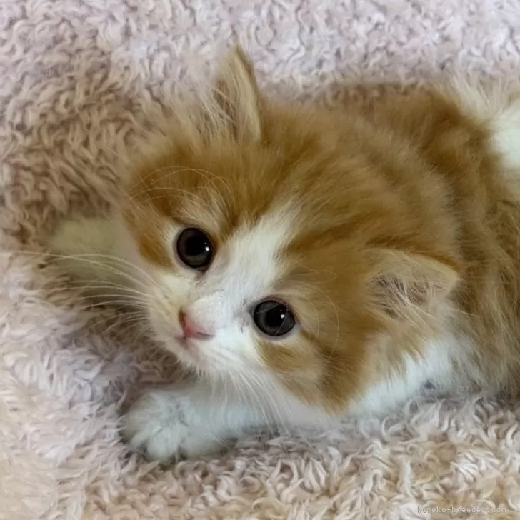 ID：2507-01809の子猫