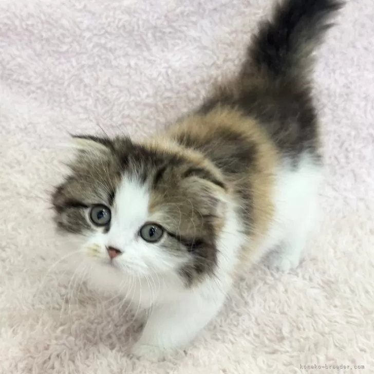 ID：2502-02449の子猫