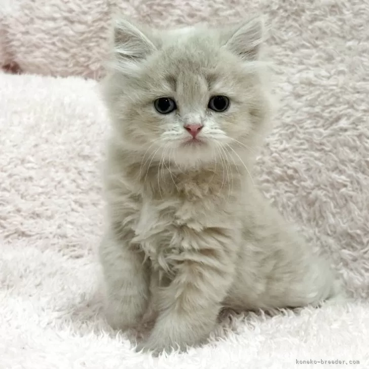 ID：2510-02696の子猫