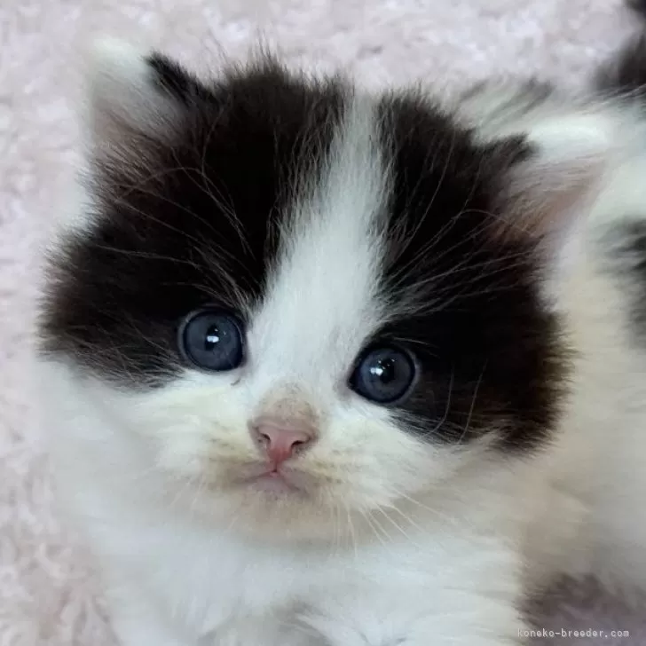 ID:2501-02583の子猫