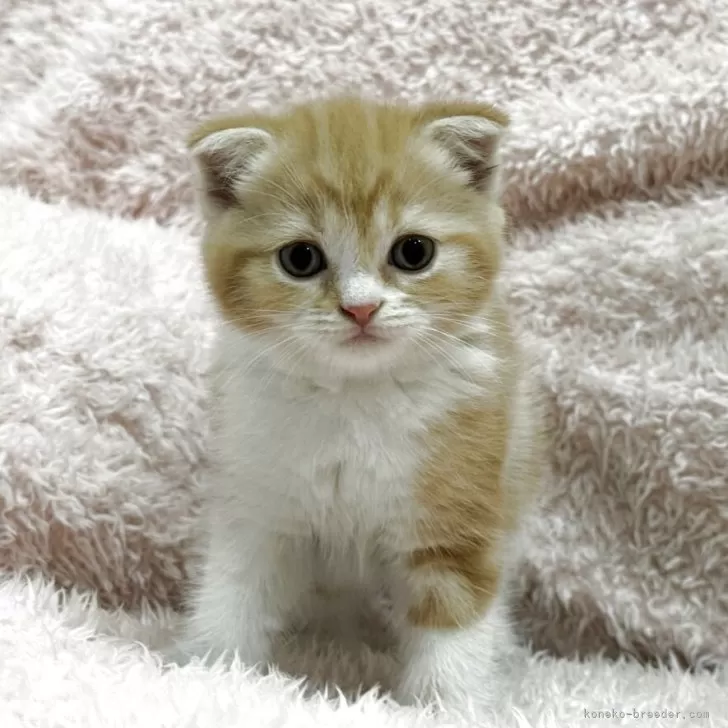 ID：2505-01980の子猫