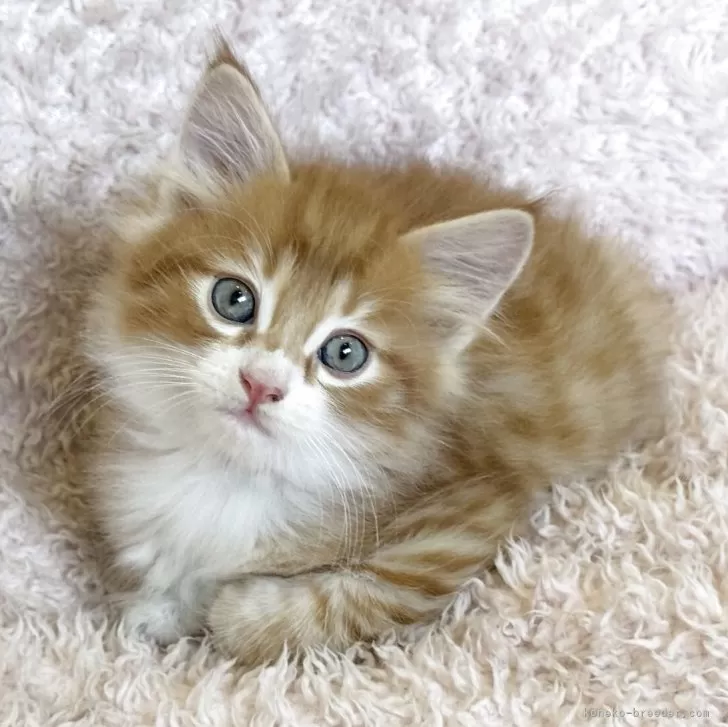 ID:2508-01341の子猫