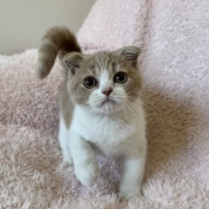 ID：2510-00256の子猫