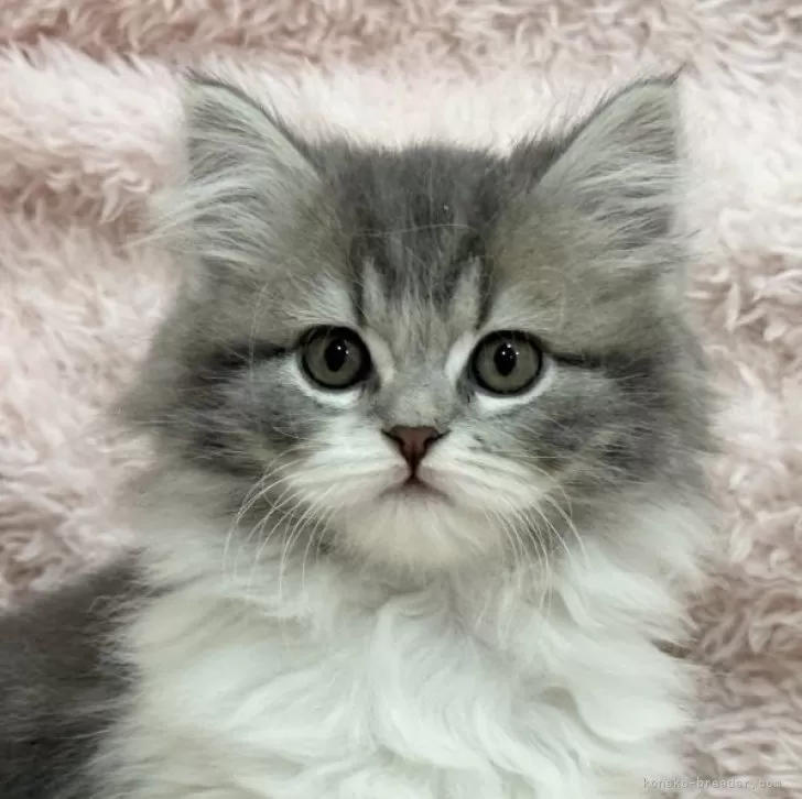 ID:2501-00304の子猫