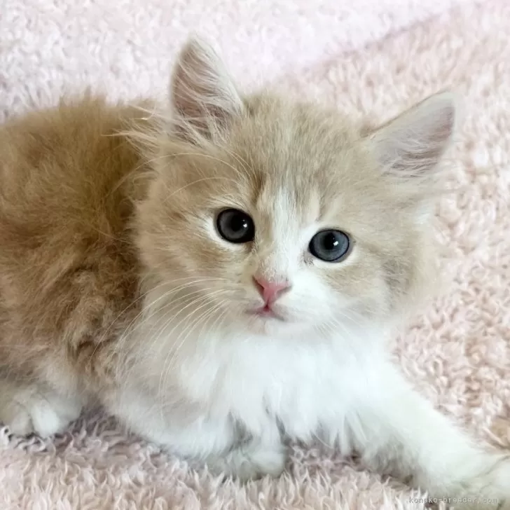 ID：2506-02442の子猫