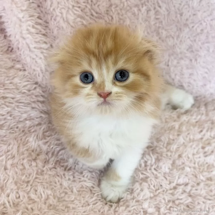 ID：2507-01808の子猫