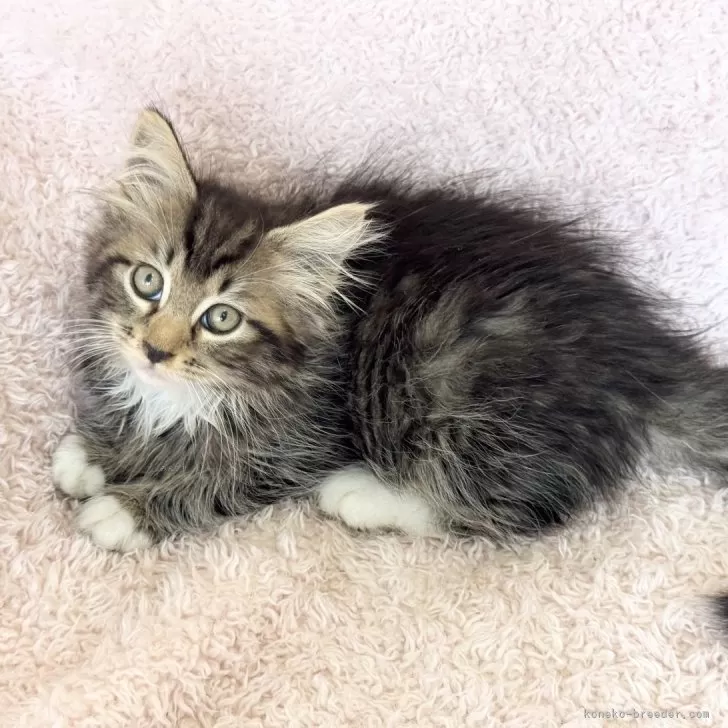 ID：2505-03822の子猫