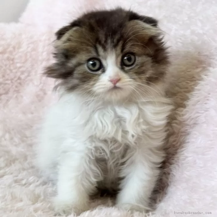 ID：2412-01966の子猫