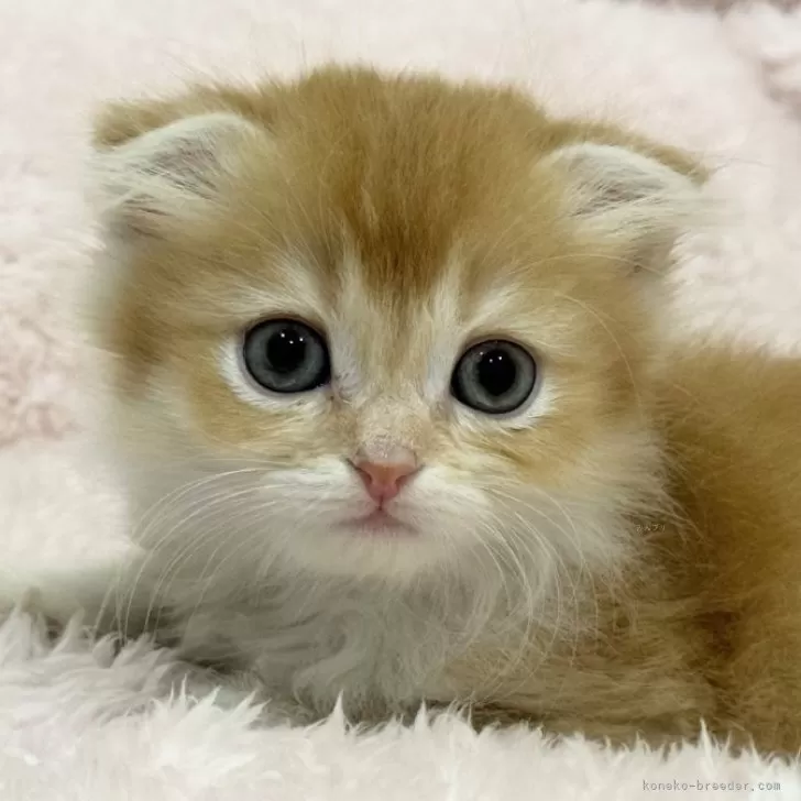 ID:2501-02641の子猫