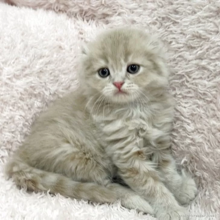 ID：2510-02697の子猫